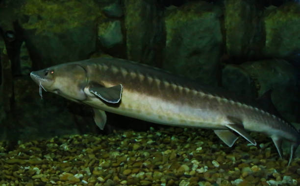 istock Acipenser naccarii, the Adriatic sturgeon. 1296204691