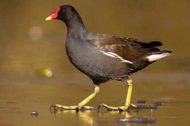 Photo of Common moorhen