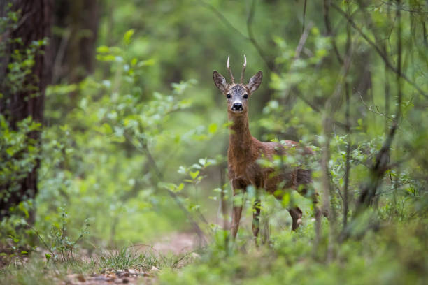 Roe Deer Roe Deer (Capreolus capreolus) roe deer stock pictures, royalty-free photos & images