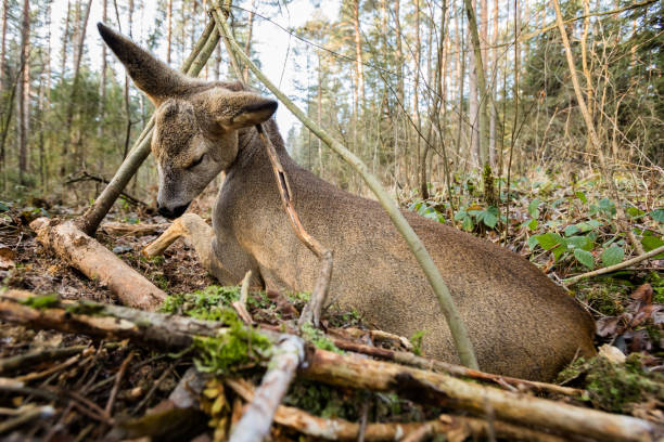 Roe Deer (Capreolus capreolus)