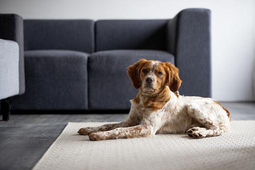 Cute brittany spaniel dog lying on carpet in living room and looking at camera