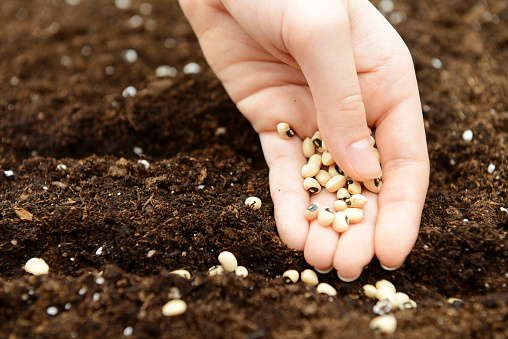 gardening, hands plant seeds in the soil