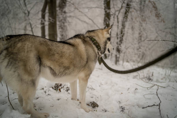 istock Siberian Husky in winter snow 1296205292