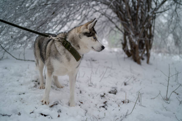 istock Siberian Husky in winter snow 1296205343