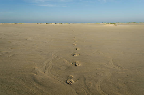 istock footsteps in the sand on a deserted beach 1296206257