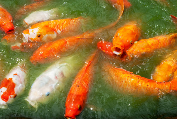 istock Japanese Koi fishes in a pond 1296207228