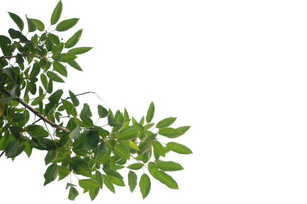 istock Tropical tree leaves with branches on white isolated background for green foliage backdrop 1296207443