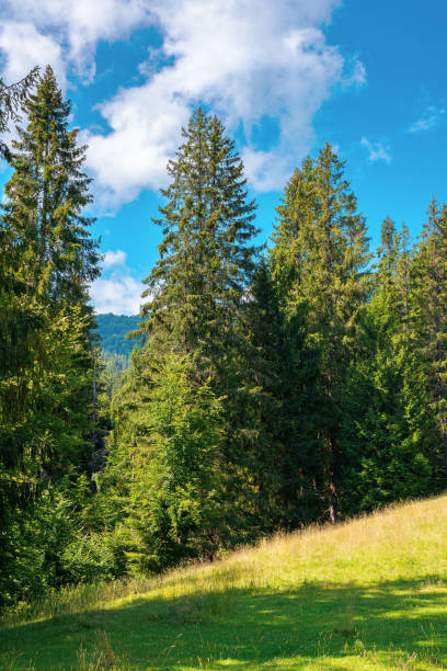 istock fir forest on the green grassy meadow 1296208160