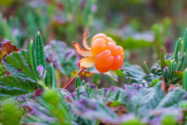 Fresh cloudberry in summer forest in Finland. Close up view