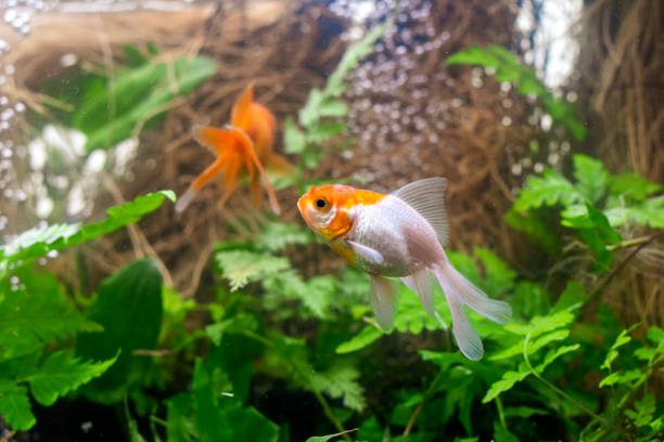 istock Fish Cyprinidae and the order Cypriniformes 1296212380
