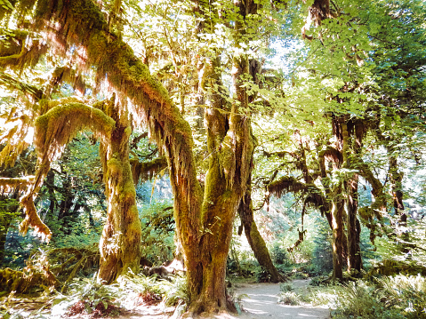 the hoh rainforest