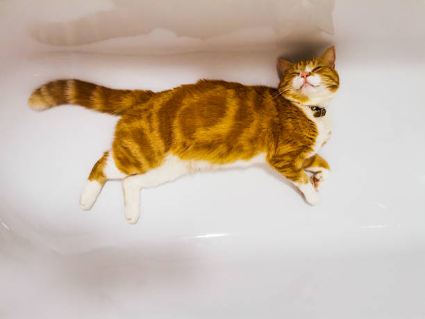istock Ginger male cat relaxing in an empty bath tub 1296214503