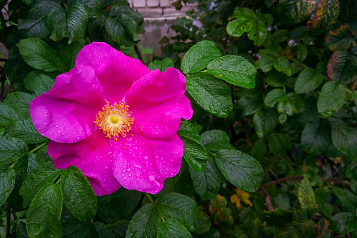 Camellia at Hyde Park in City of Westminster, London