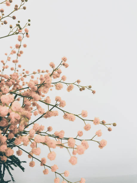 istock Close up mimosa flowers. 1296215608