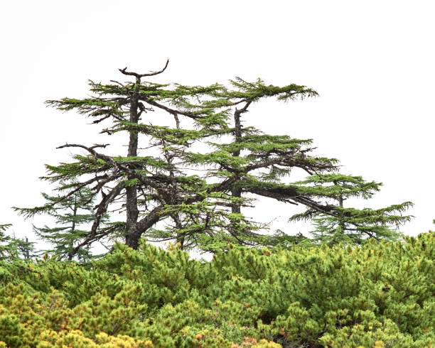 istock Northern forest with curve larch trees, cedar elfin, cloudy white sky background 1296217601