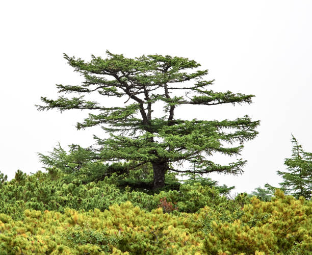 istock Forest with larch trees, cedar elfin, cloudy white sky background 1296217752