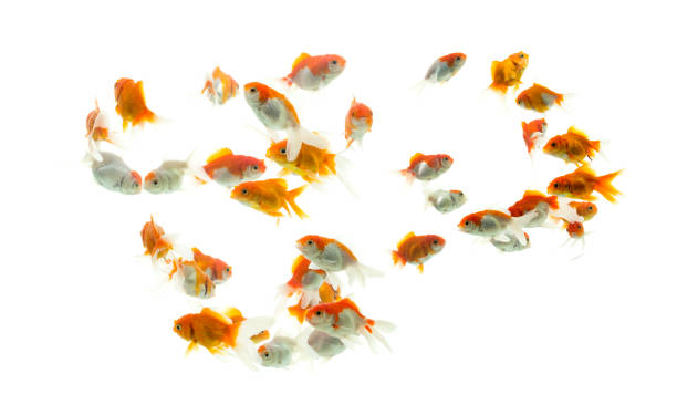 istock Fish Cyprinidae and the order Cypriniformes 1296218164