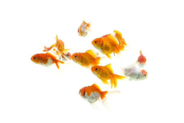 istock Fish Cyprinidae and the order Cypriniformes 1296218319