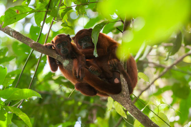 istock Red Howler Monkeys in Tambopata 1296219028