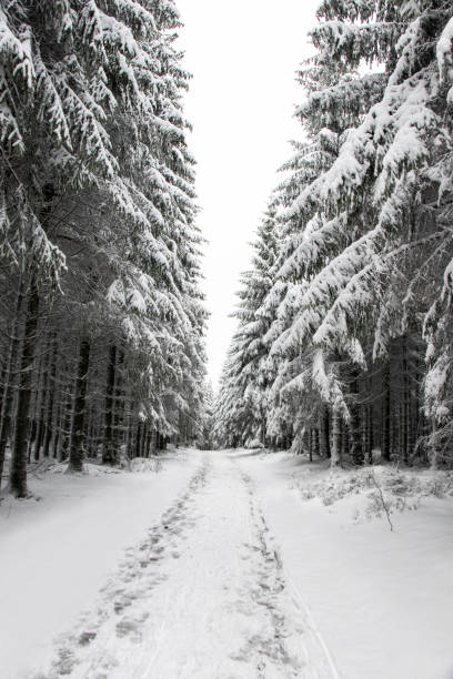 istock snowy path in the snow-covered fir forest 1296219572