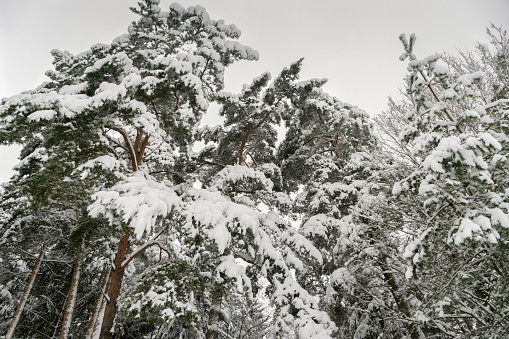 Coniferous trees in the snow in the winter forest. Beautiful winter landscape of snow-covered forest, photo from bottom to top