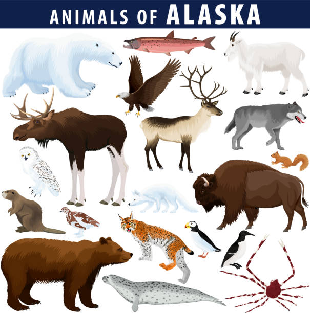 kuvapankkikuvitukset aiheesta vektorisarja - alaskan eläimet: jääkarhu, valkopäämerikotka, hirvi, ilves, majava, rapu, arktinen kettu, luminen pöllö, hylje, biisoni, harmaakarhu, vuoristovuohi, poro, harmaa susi, paju ptarmigan, kuningaslohi - mountain goat