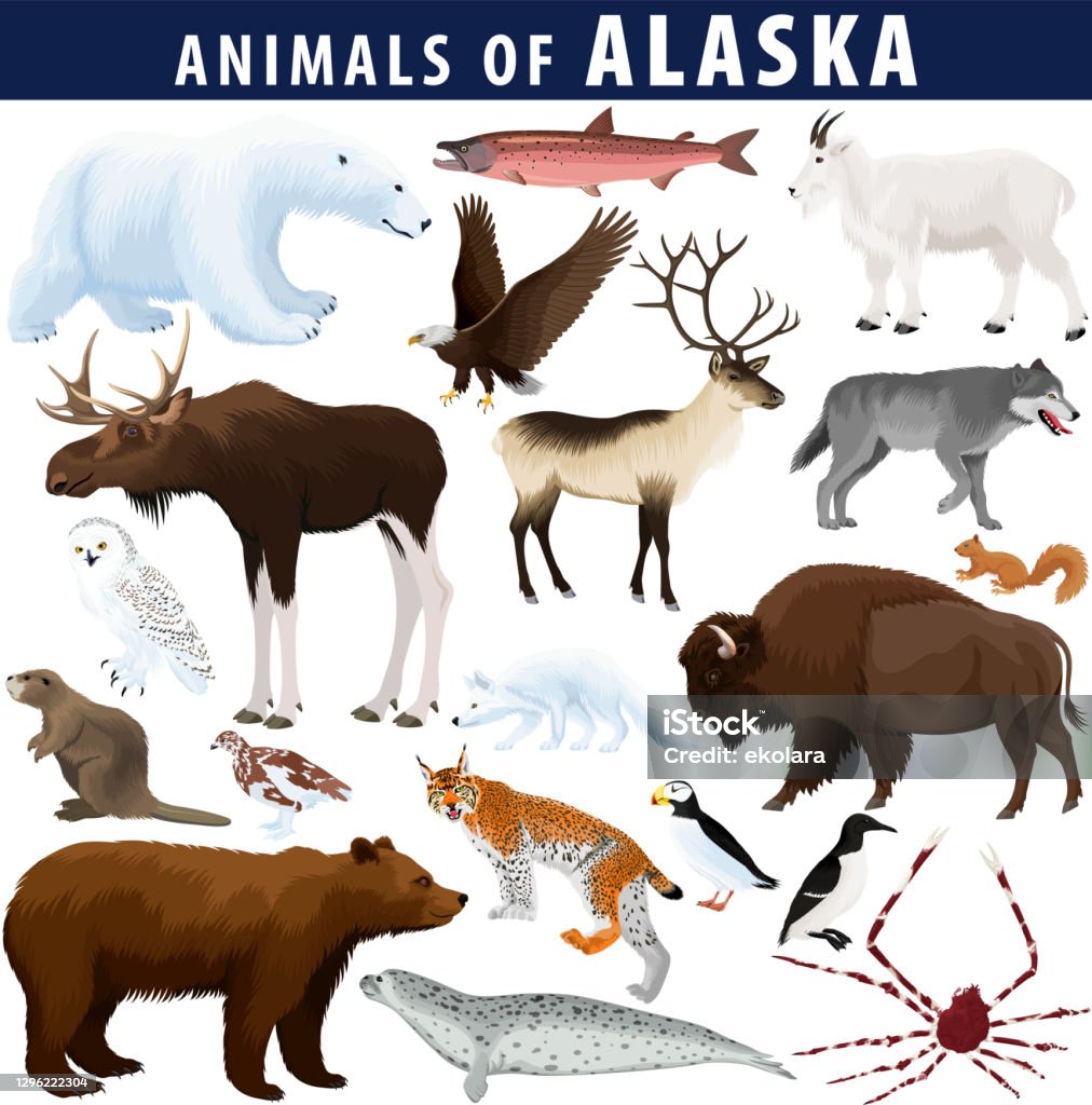 Vector Set Animals Of Alaska Polar Bear Bald Eagle Moose Lynx Beaver Crab Arctic Fox Snowy Owl Seal Bison Grizzly Bear Mountain Goat Reindeer Grey Wolf Willow Ptarmigan King Salmon Stock Illustration - Vector Set Animals Of Alaska Polar Bear Bald Eagle Moose Lynx Beaver Crab Arctic Fox Snowy Owl Seal Bison Grizzly Bear Mountain Goat Reindeer Grey Wolf Willow Ptarmigan King Salmon Stock Illustration -