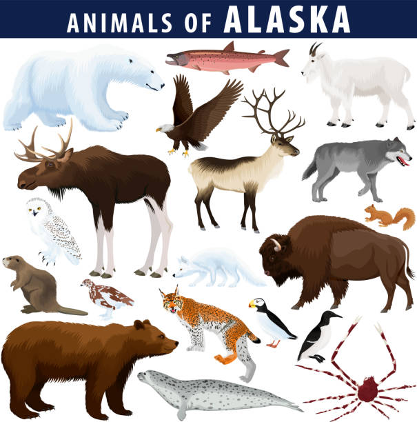 Alaska Creatures 19,800+ Elk Stock Illustrations, Royalty-Free Vector Graphics & Clip ...