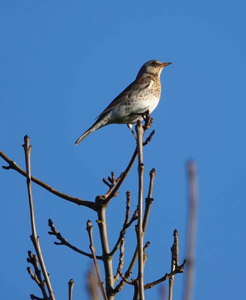 istock A beautiful Fieldfare sitting at the top of a tree 1296222467