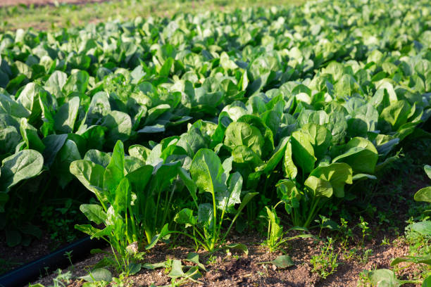 filas de espinacas verdes en un campo - espinaca fotografías e imágenes de stock