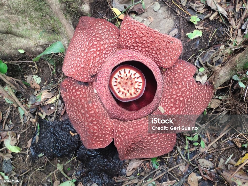 Rafflesia Arnoldi Stock Photo - Download Image Now - Rafflesia, Color  Image, Flower - iStock