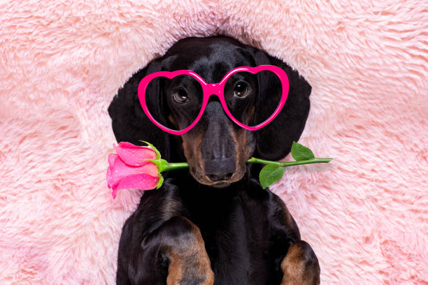 istock happy valentines dog in bed of marshmallows 1296225744