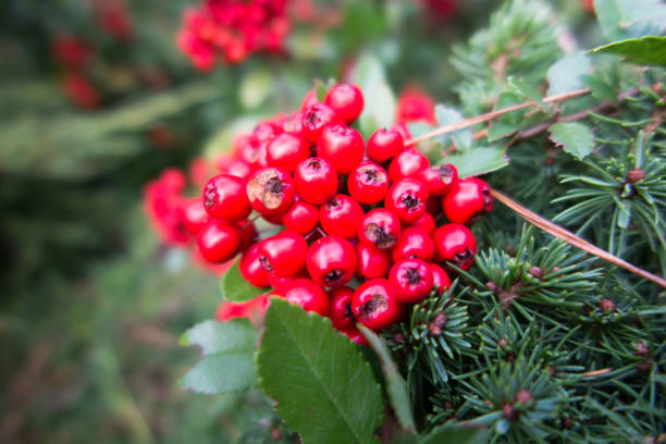 istock Red ripe wild hawthorn berries 1296226802
