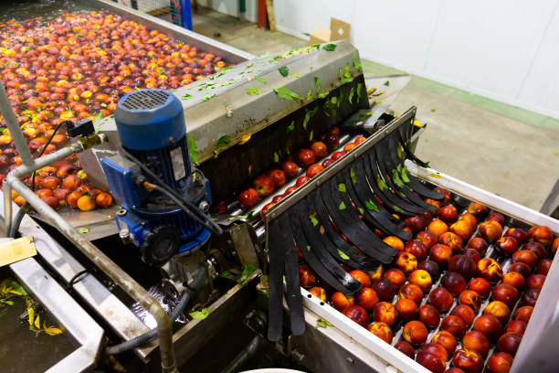 istock Harvest of peaches on sorting line at plantation warehouse 1296226819