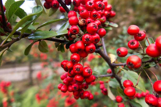 rote reife wilde weißdornbeeren - hawthorn stock-fotos und bilder