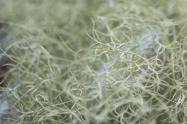 абстрактная линия испанского мха также называется tillandsia usneoides. - spanish moss стоковые фото и изображения