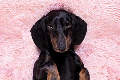 sausage dachshund dog looking and staring at you   ,while lying on bed full of marshmallows as background  , in love, pink rose in mouth