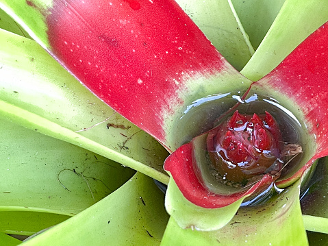 A macro view of a bromeliad plant that is attached to a tree in a botanical garden.