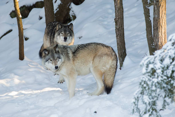 istock northwestern wolf portrait in winter 1296232990