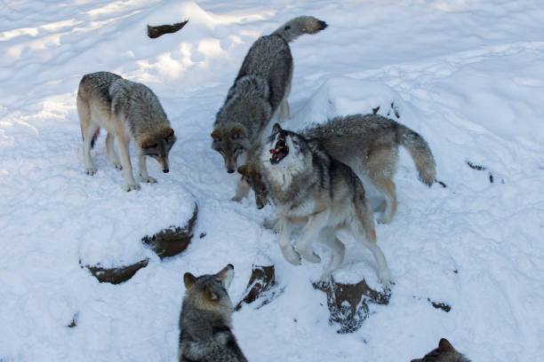 istock Feeding time, northwestern wolf in winter 1296233015
