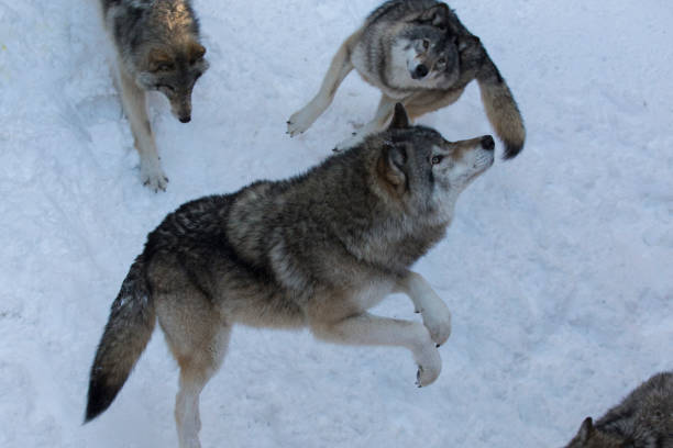 istock Feeding time, northwestern wolf in winter 1296233017