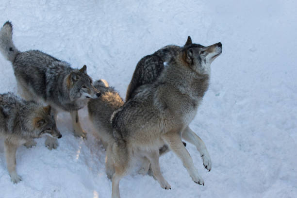 istock Feeding time, northwestern wolf in winter 1296233045