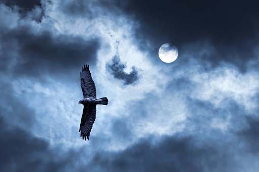 The bird of prey soaring in the stormy sky