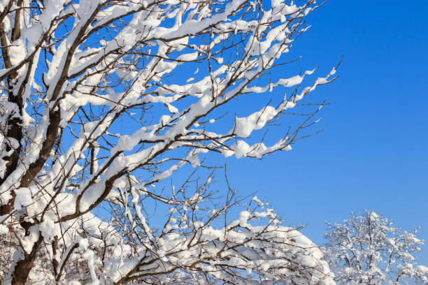 istock Winter forest vacation background with pine trees covered by heavy snow against blue sky with copy space,Akita,Japan 1296233294