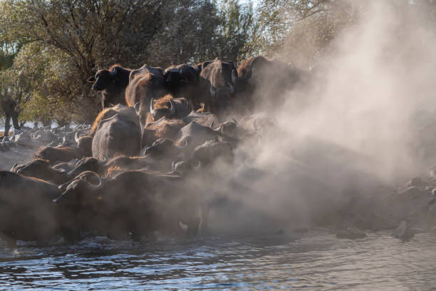istock Black strong buffaloes in the water. 1296233949