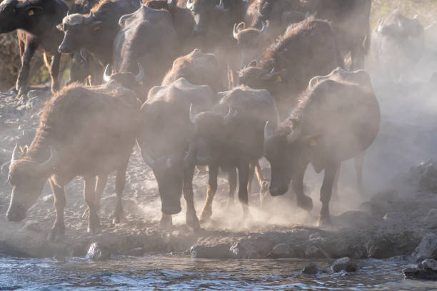 istock Black strong buffaloes in the water. 1296233953