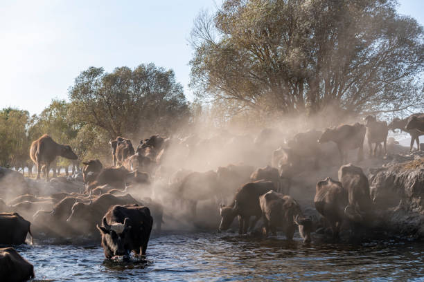 istock Black strong buffaloes in the water. 1296233955