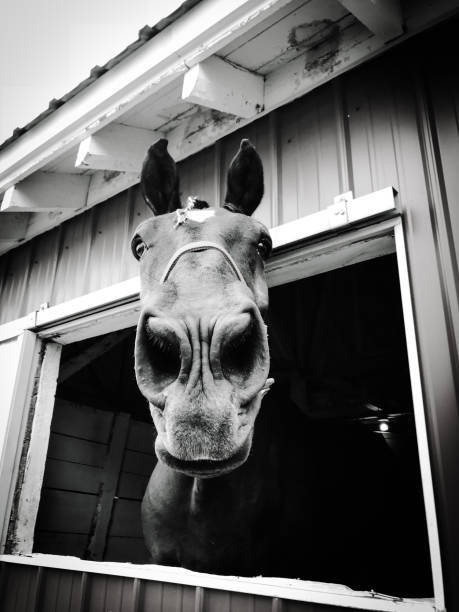 grand cheval de sourire avec sa tête collée par la fenêtre de grange. - poking nose in photos et images de collection