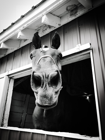 Big smiling horse with his head stuck through the barn window. Photograph taken at The Norway Fair in Norway, Michigan in The Upper Peninsula. Black and white photo.