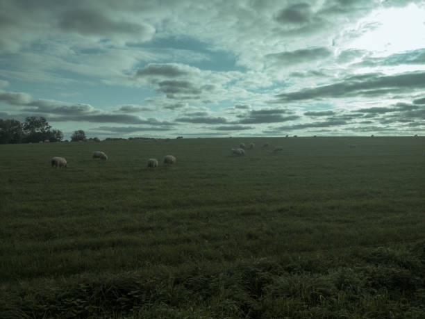istock Flock of sheep at sunset 1296234894